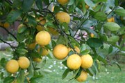 Citrus Lemon - Lemonade